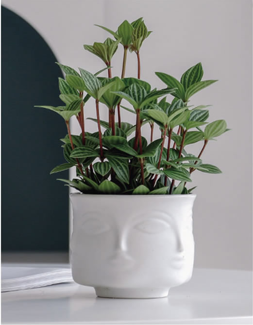 長(zhǎng)輪葉豆瓣綠