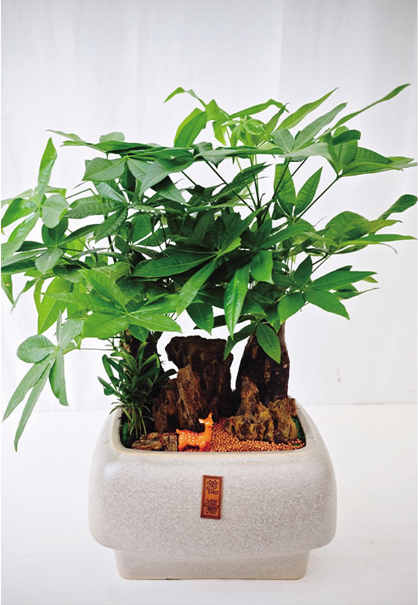 發(fā)財(cái)樹盆景