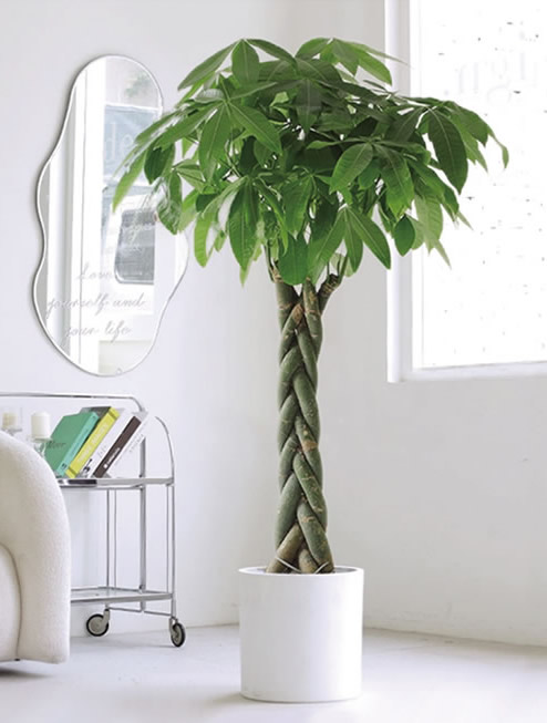 五編發(fā)財(cái)樹(shù)